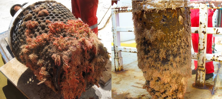 Marine growth on offshore industrial equipment