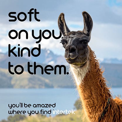An alpaca out in the field